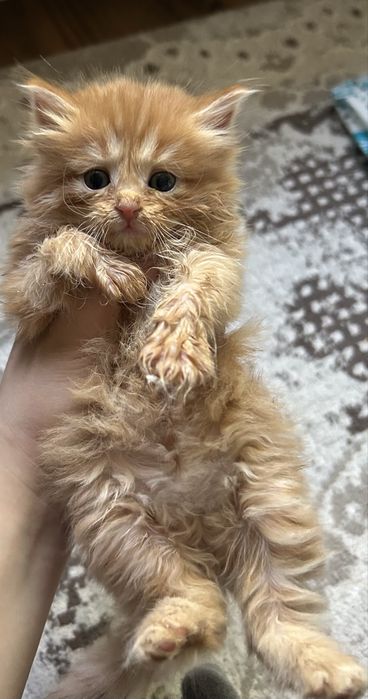 Котонек мейн кун