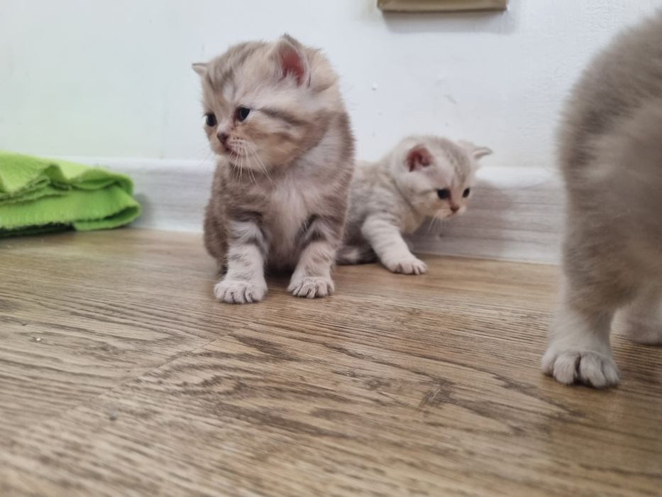 Котята породистые