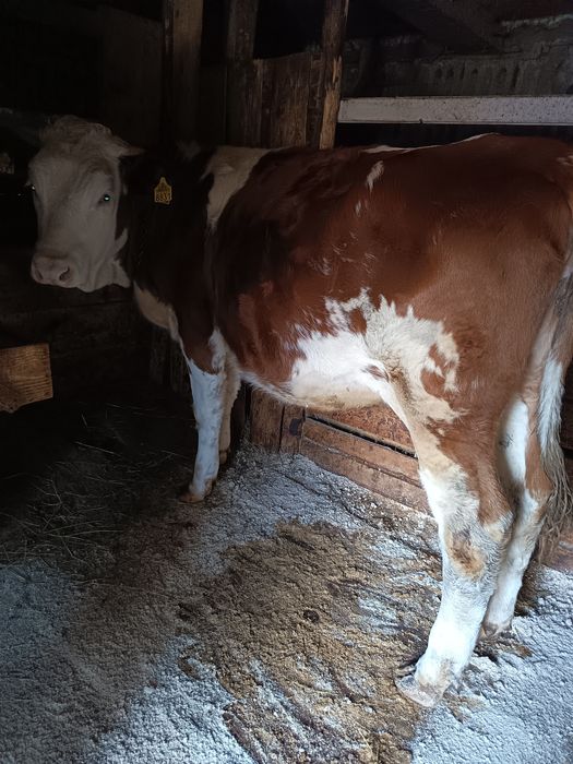 Vaca și vitea de vanzare!