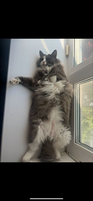 Пропал кот!!! Дети очень ждут друга