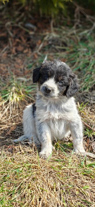 Подарите 9 щенятам дом!