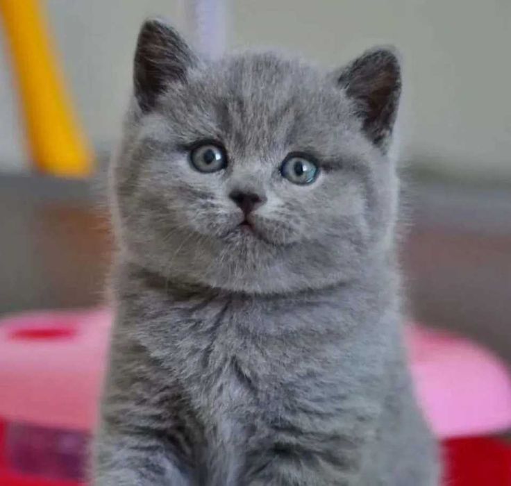 Британско Късокосместо Коте различни цветове СЕЛЕКТИРАНИ от ЛИЦЕНЗИРАН РАЗВЪДНИК