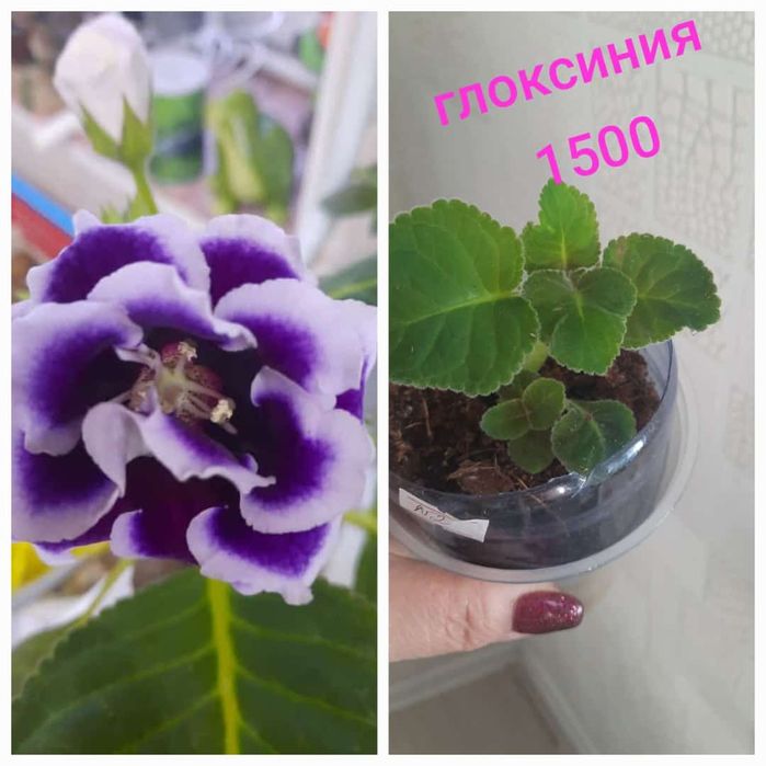 Продам комнатные цветы