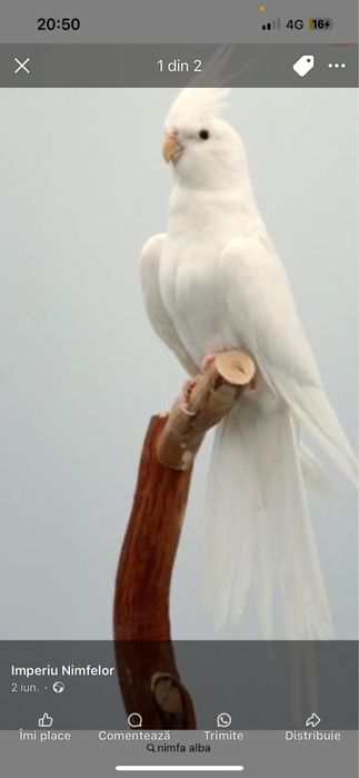 Nimfe perechi si tineret!