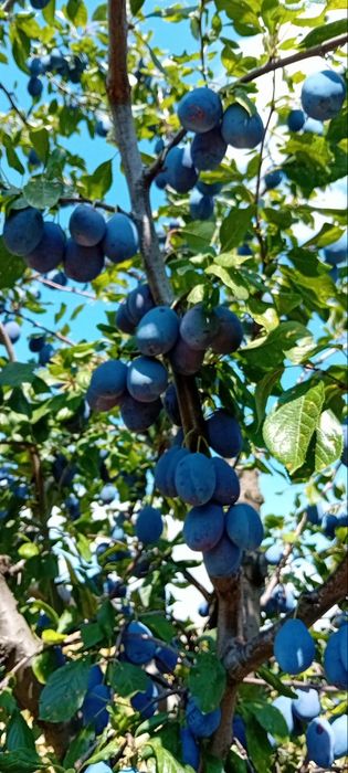Prune stanley de vanzare