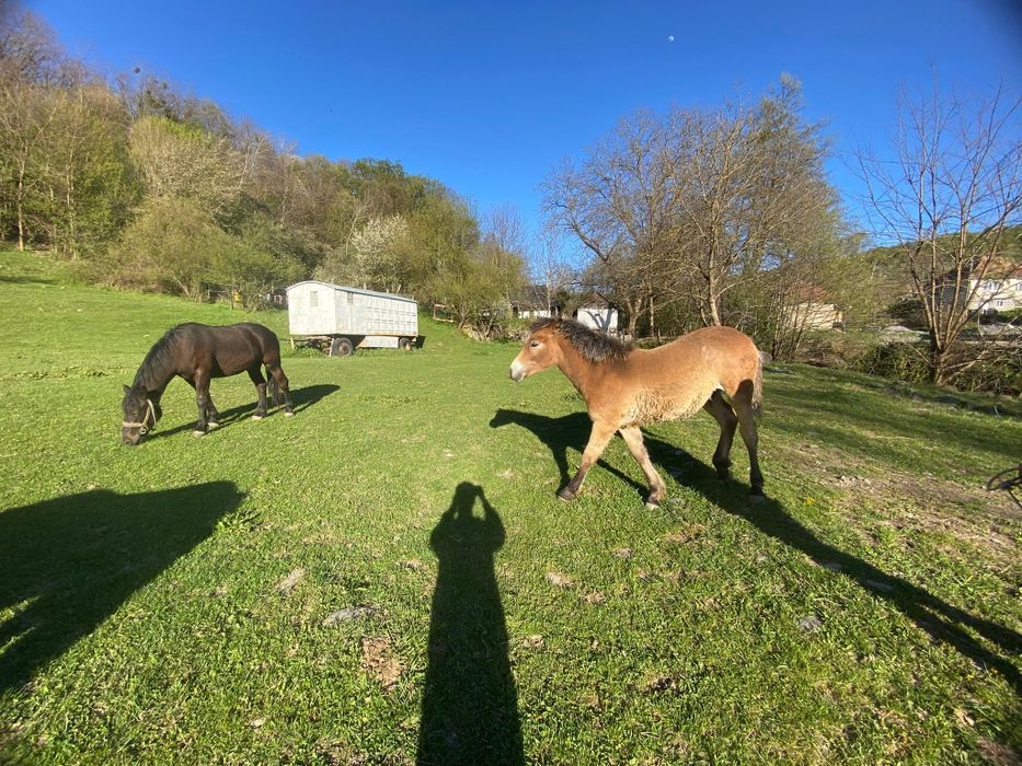 2 Mânzi de vânzare