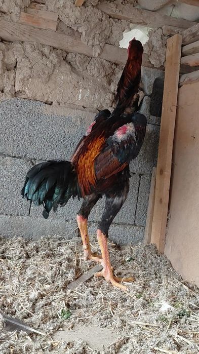 На продаже дакан петух