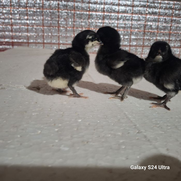 Дамашни кора жужалар