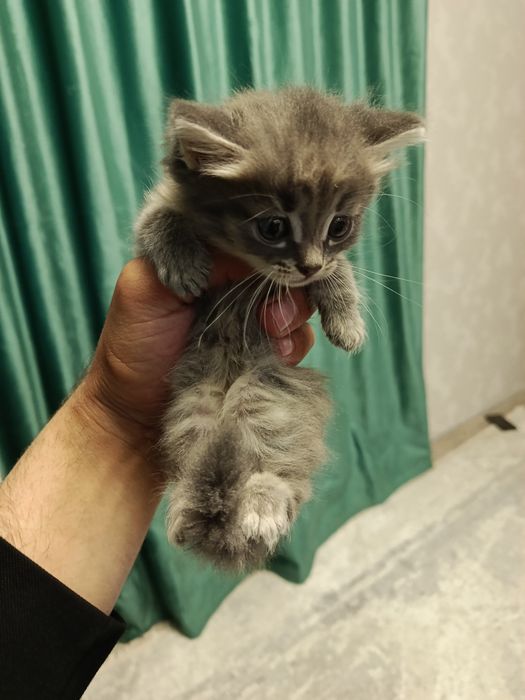 Отдам в добрые руки!!!