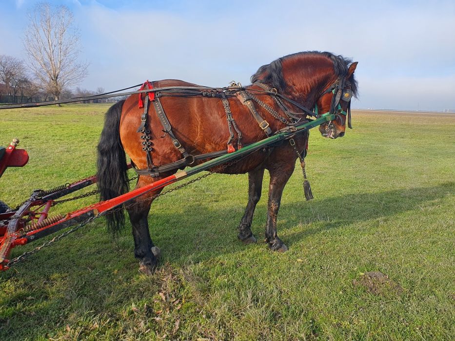Vând sau schimb armasar