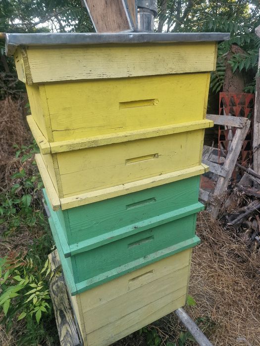 Продавам кошери даданблат 10 рамкови + магазини!