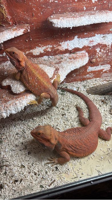 Agame cu barba de vanzare