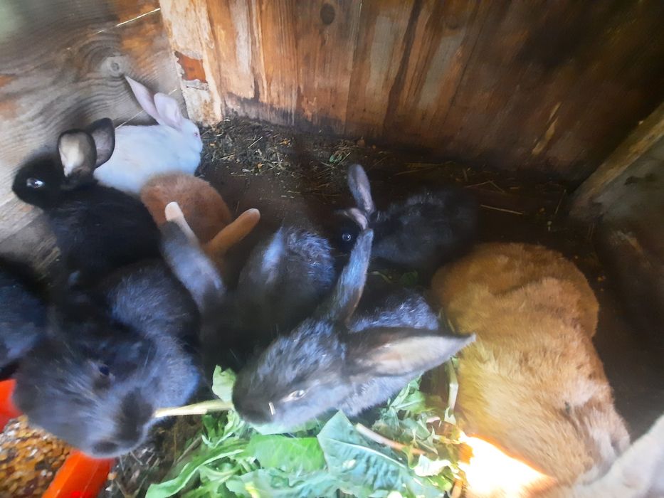 Vand Iepurasi mancaciosi, grasi si pufosi