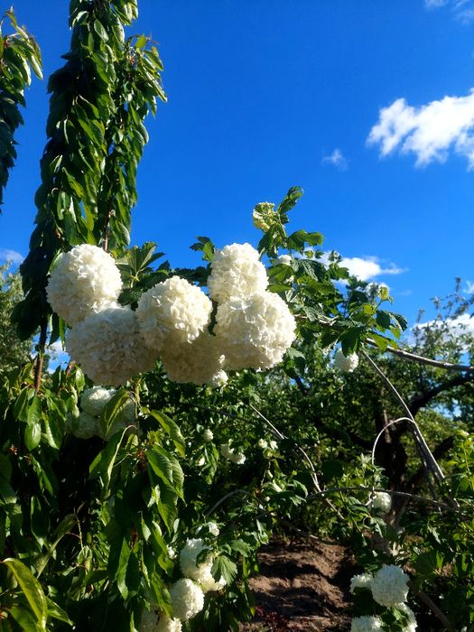 Бульдонеж ветка 500тенге