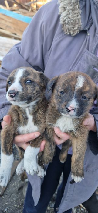 Отдам в хорошие руки