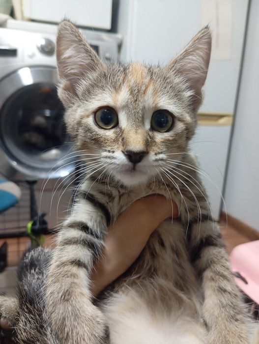 Отдам котят в хорошие руки