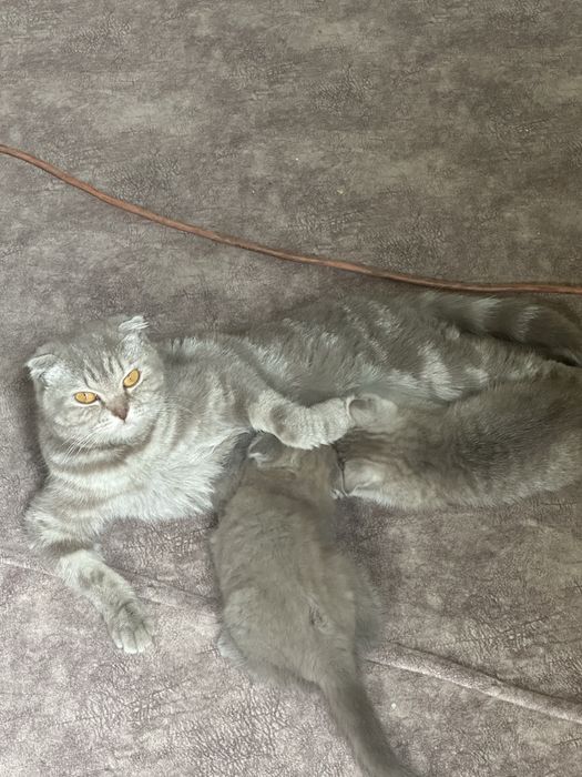 Котята чистокровные