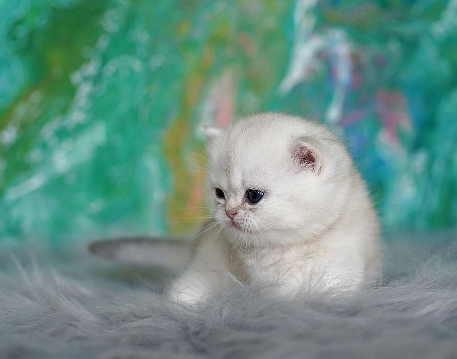 Британский котёнок