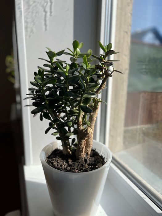 Денежное дерево (Толстянка)