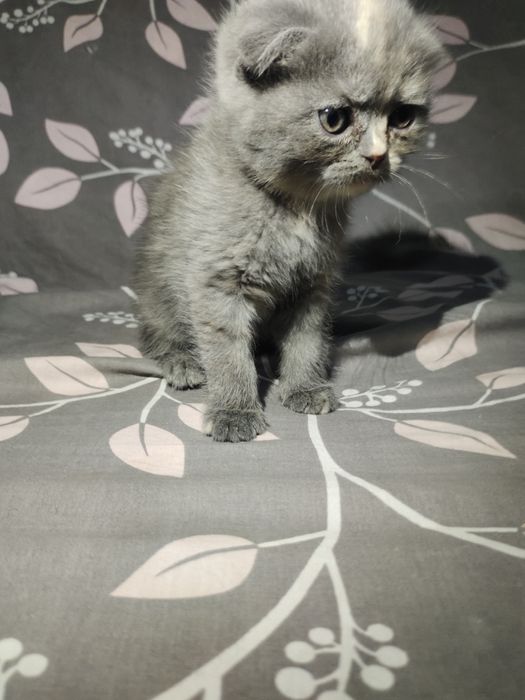 Котята пародистые 2 месяцев