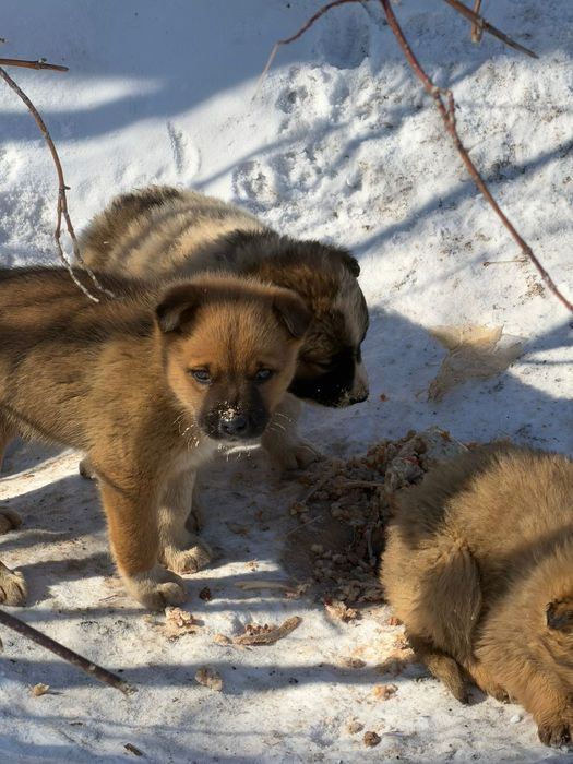 Пристраиваются щенки