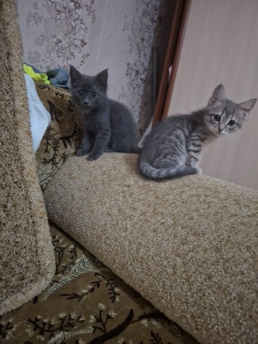 Отдам котят в добрые руки.