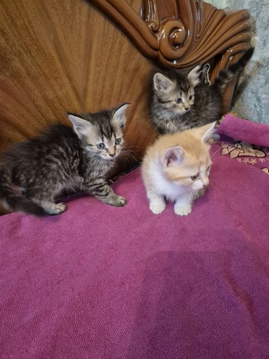 Отдадим котят (мальчики)