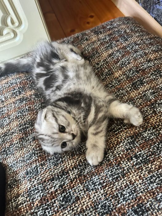 Шотландские котята мальчики