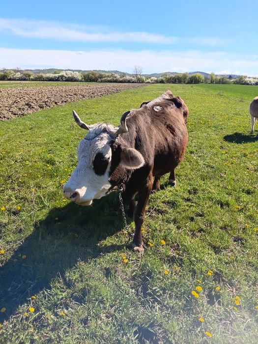 De vinzare mai multe detali la nr 0784989415