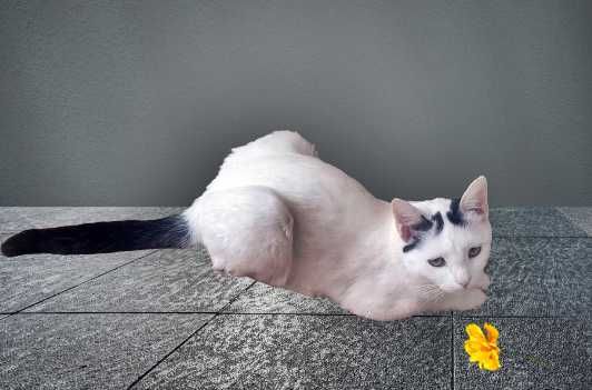 Кошка взрослая полтора года