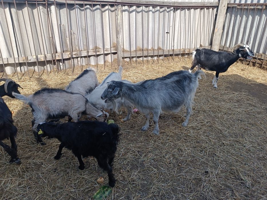 Продаются дойные козы с козлятами!