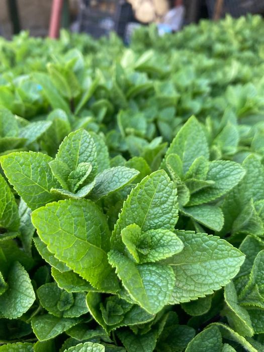 MENTĂ olandeză fresh