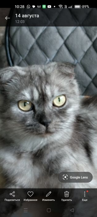 Продам породистую кошку