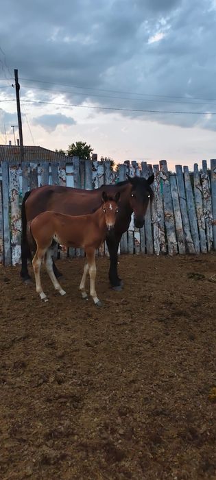 Продам лошадей бие байтал тай