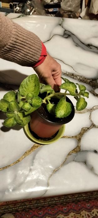 Продам мята плектрантус.