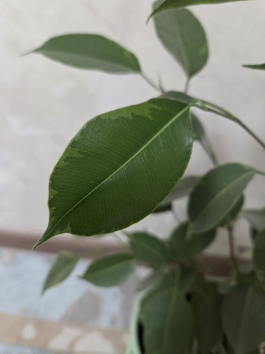 Фикус бенжамина сатылады