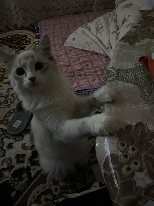 Котик , даром , 8месяцев