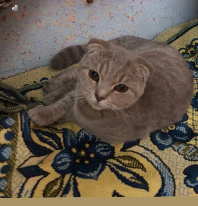 Сотилад срочно мушук