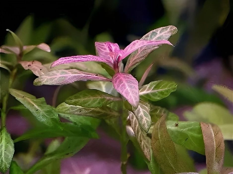 Акаариумные растение в Зоомагазине Кеша