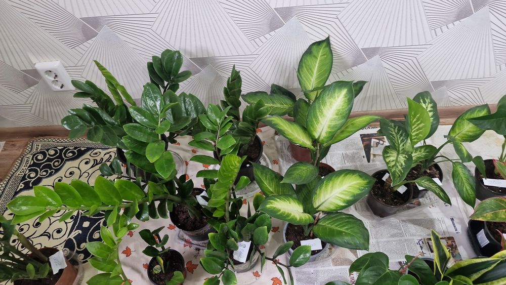 Ұй нұлдері арзан