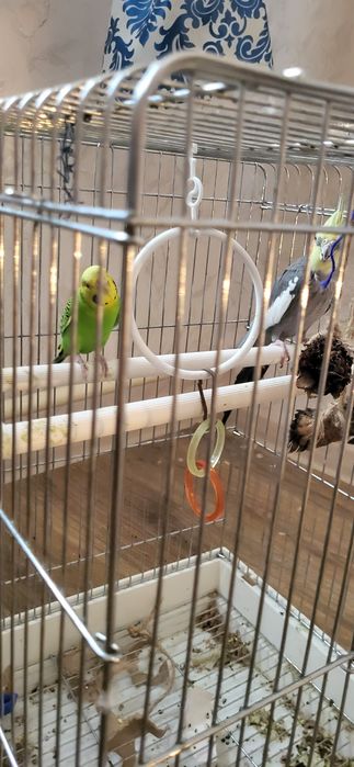 Папугай  Волнистик и Корэлаа