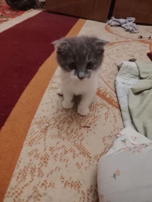 Skottish fold sotiladi