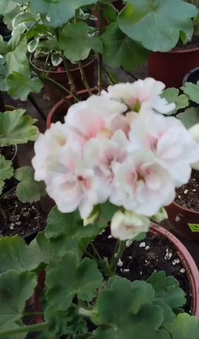 Продам отростки пеларгония ( герань)