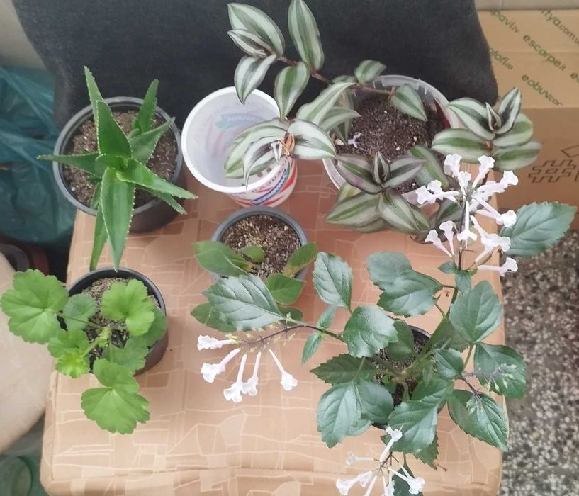 Филодендрон (Philodendron) / Сингониум (Syngonium)