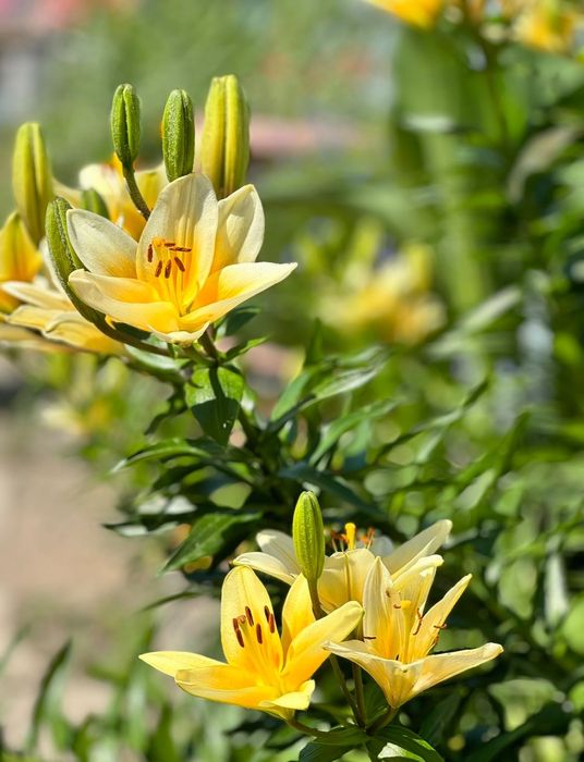 Продам цветы многолетние