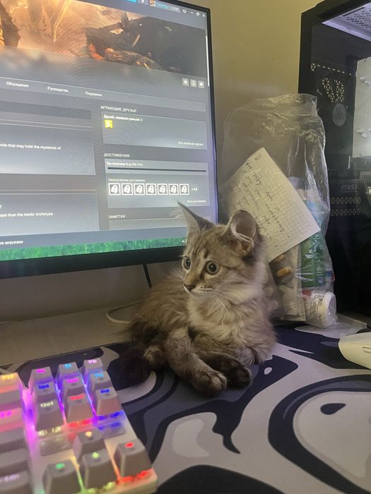 Котенок в добрые руки