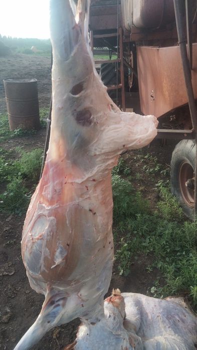 Продам мясо баранины