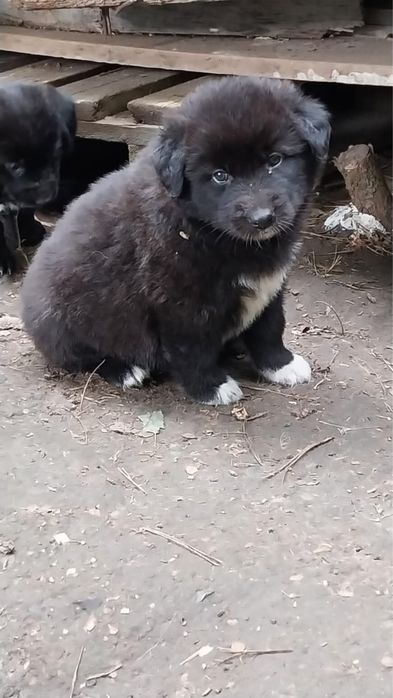 Отдаем в добрые руки