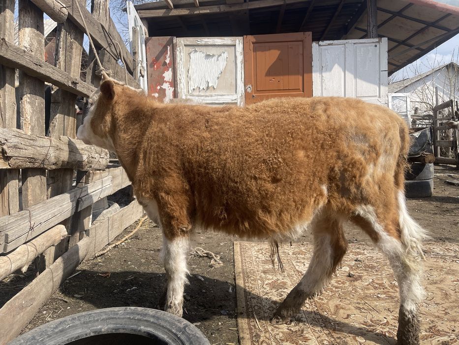 Продается 2 бычка