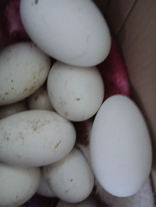 Vand ouă de gasca pentru incubație